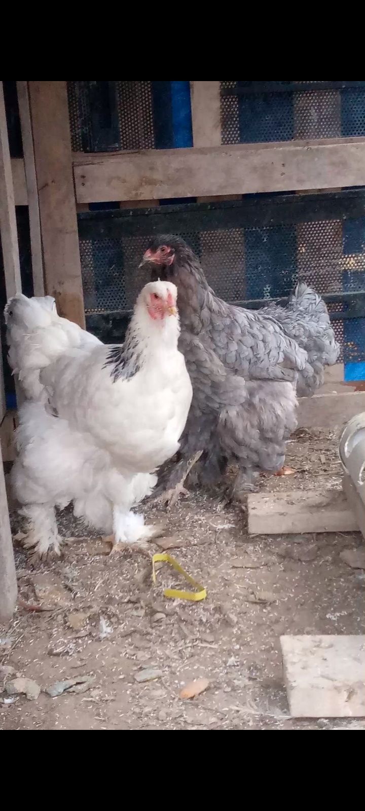 Тауықтар сатылады 2+1