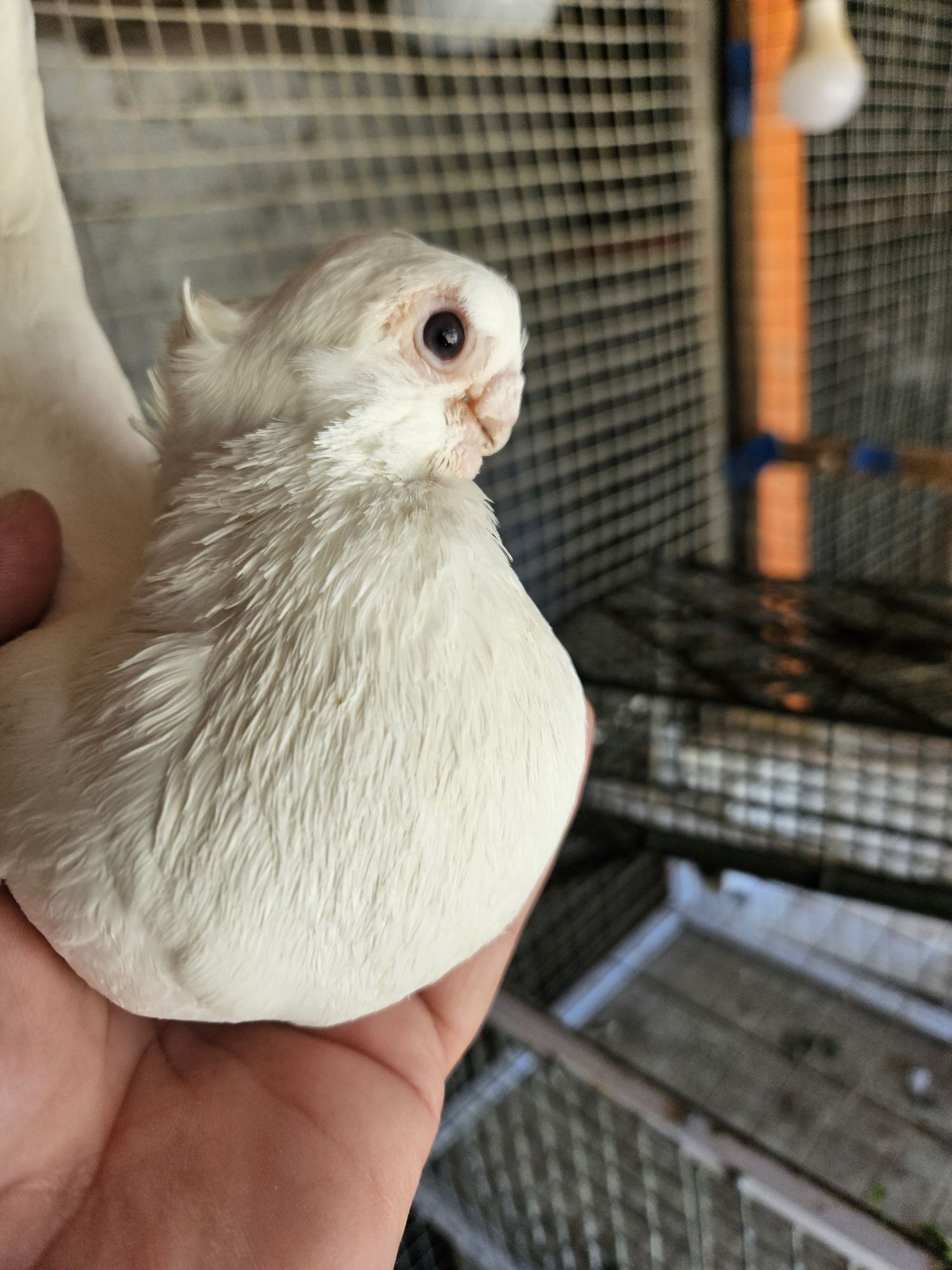 Белые чубатые в продаже