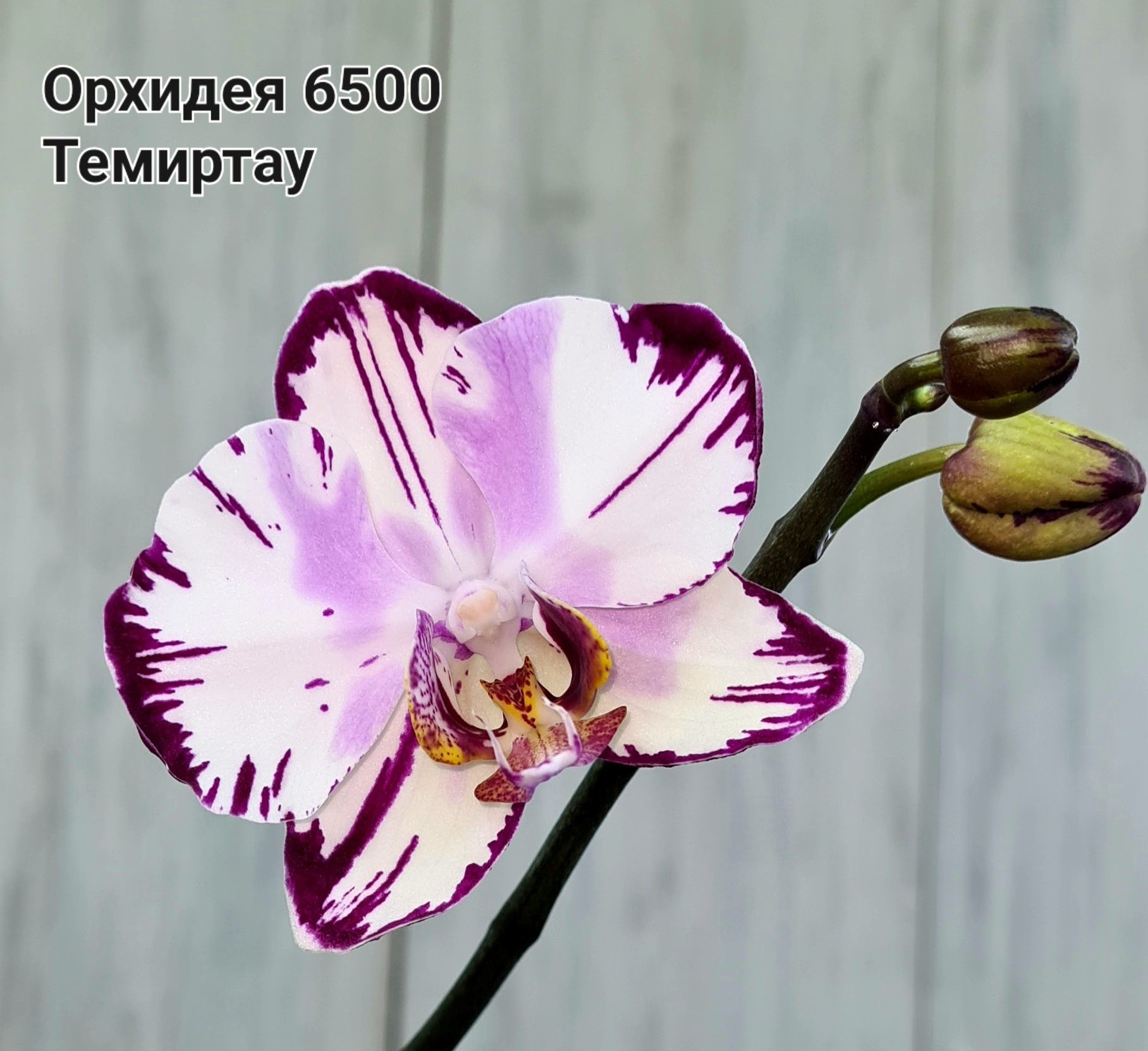 Фикус,Орхидея,Филодендрон,Сансевиерия,Опрыскиватель,Хойи