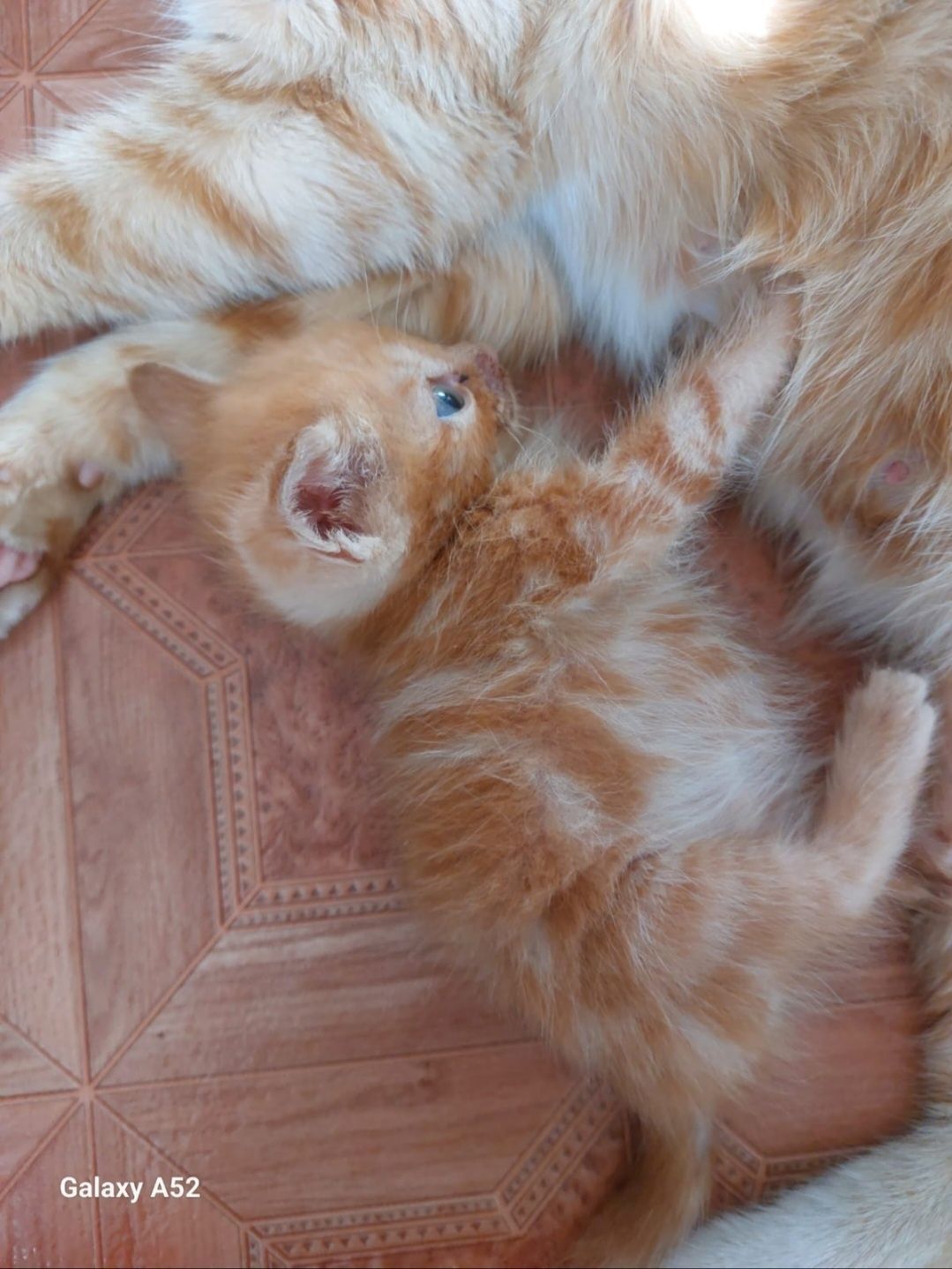 Скоттиши страйт и фолд