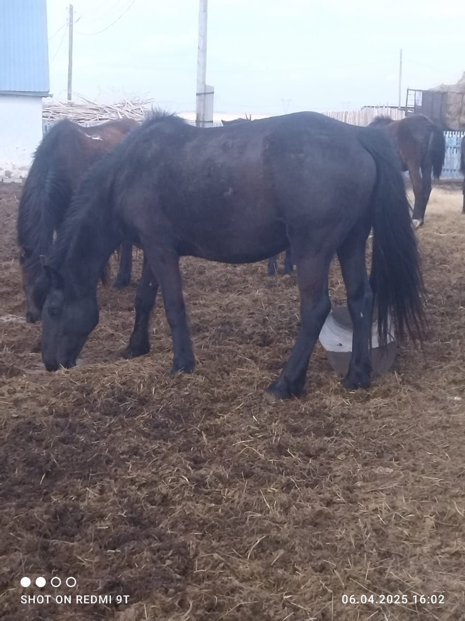 Продам лошадей жеребые