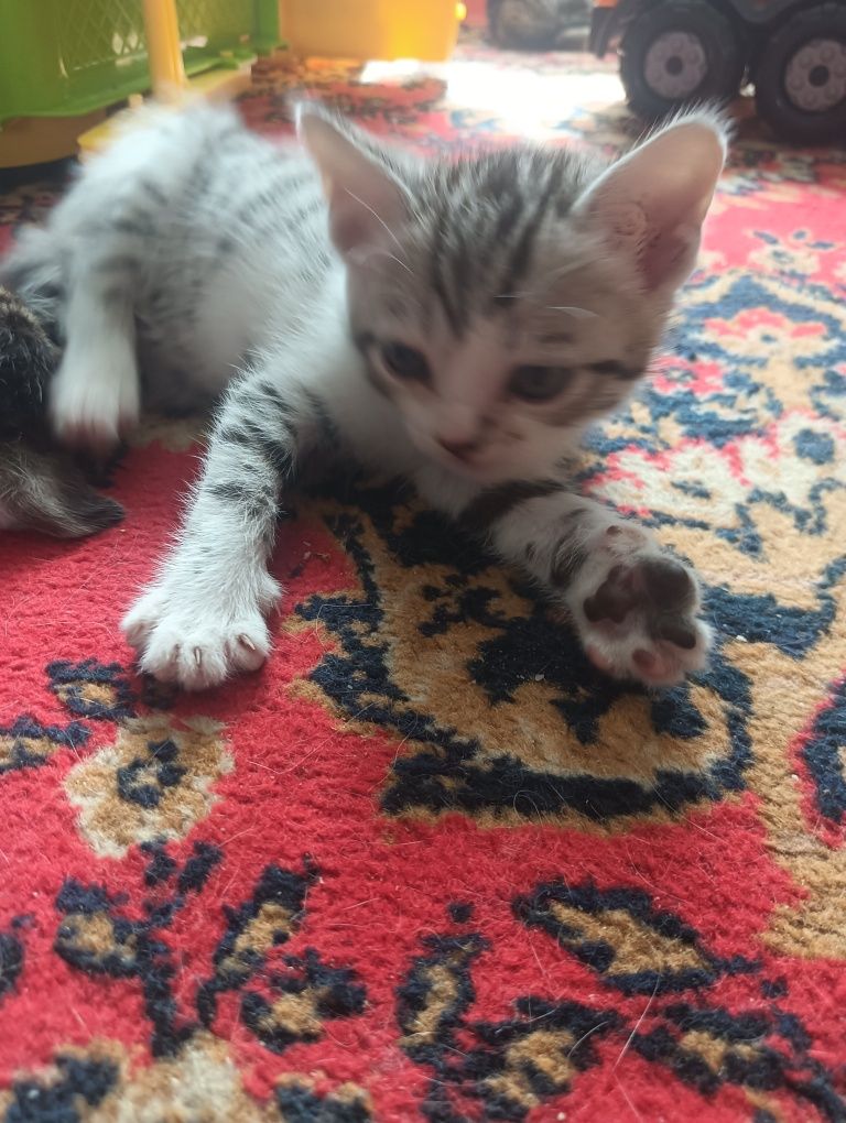 Котята котята...
