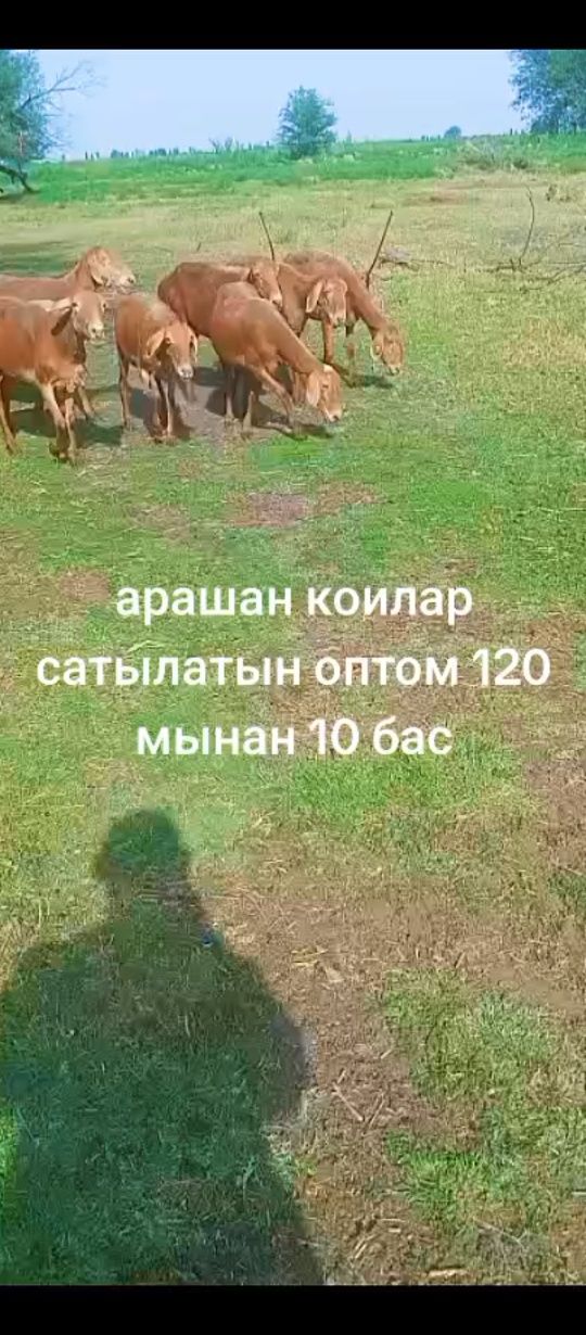 Арашан гиссар коилар