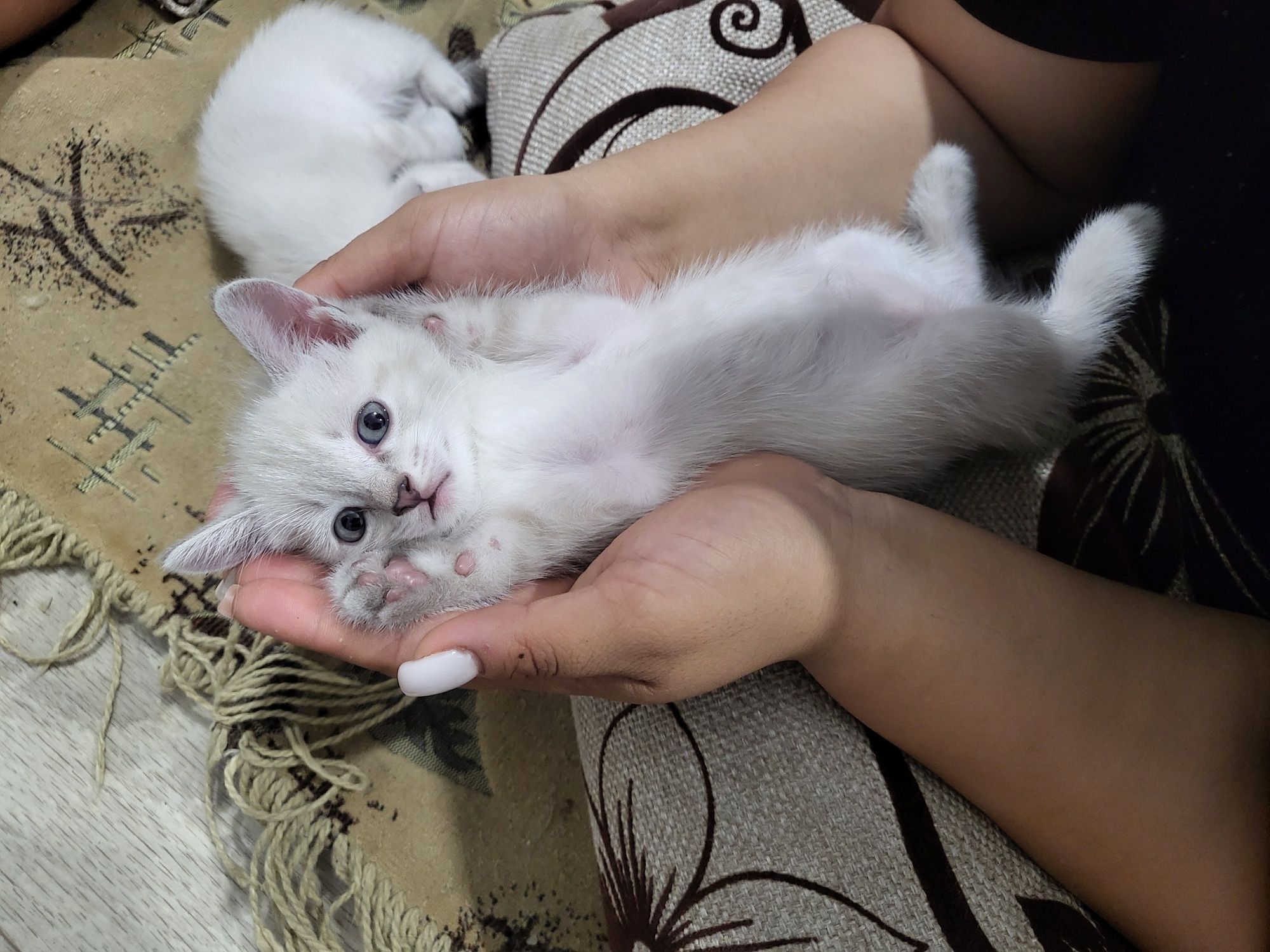 Отдам котят в добрые руки