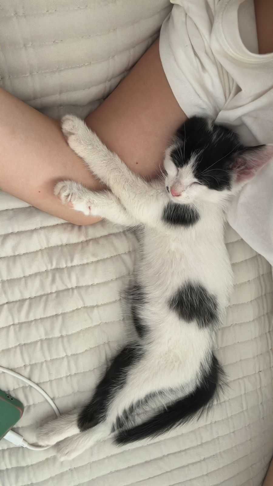 Отдам милого котёнка только хорошим, добрым, любящим животных людям