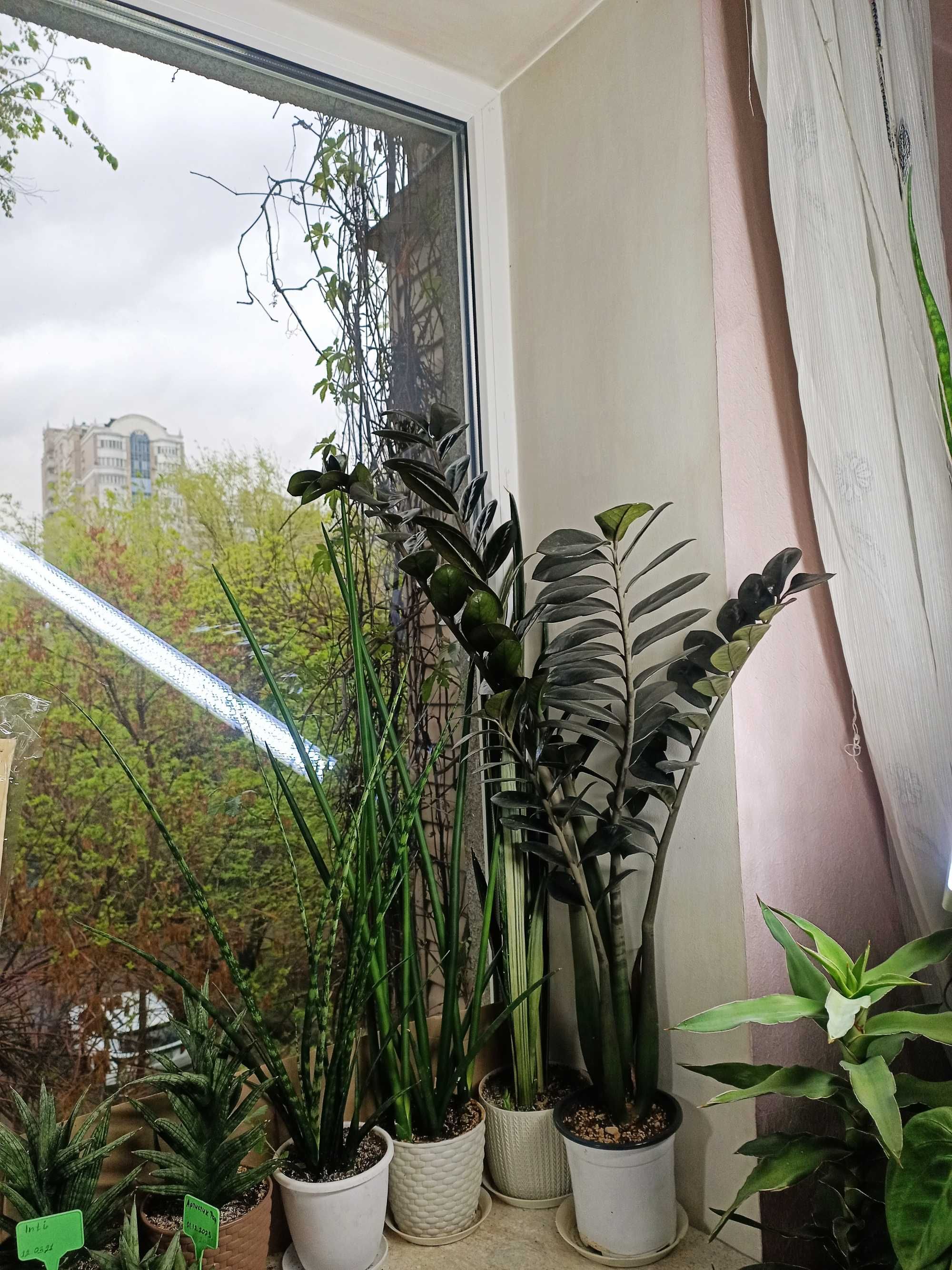Долларовое дерево черное 110см денежное Замиакулькас офисн цветы раст