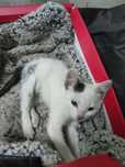 Ласковый умный Котенок девочка мышеловка