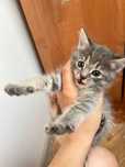 Отдам котят в хорошие руки