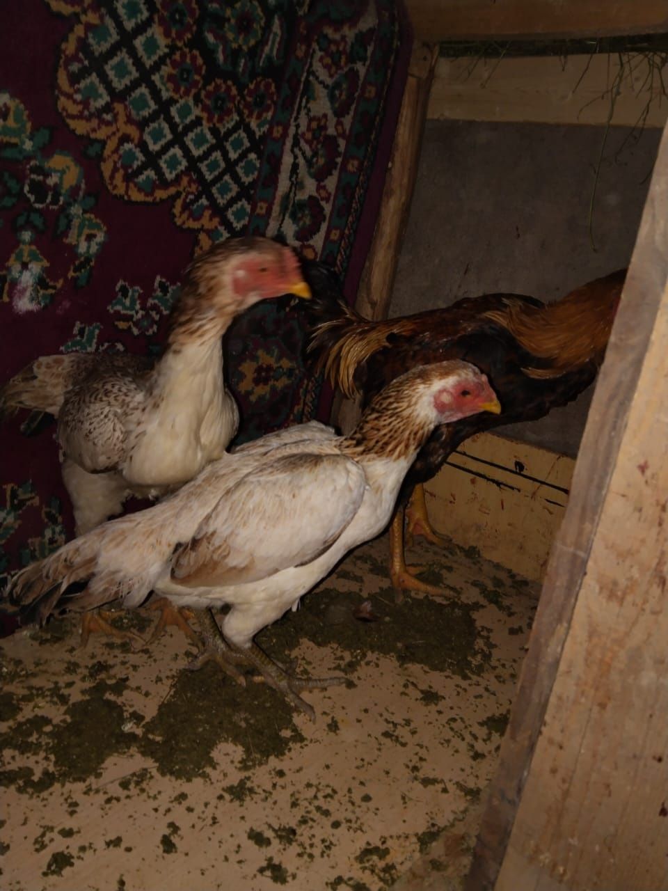 Продам даканов курей и петуха