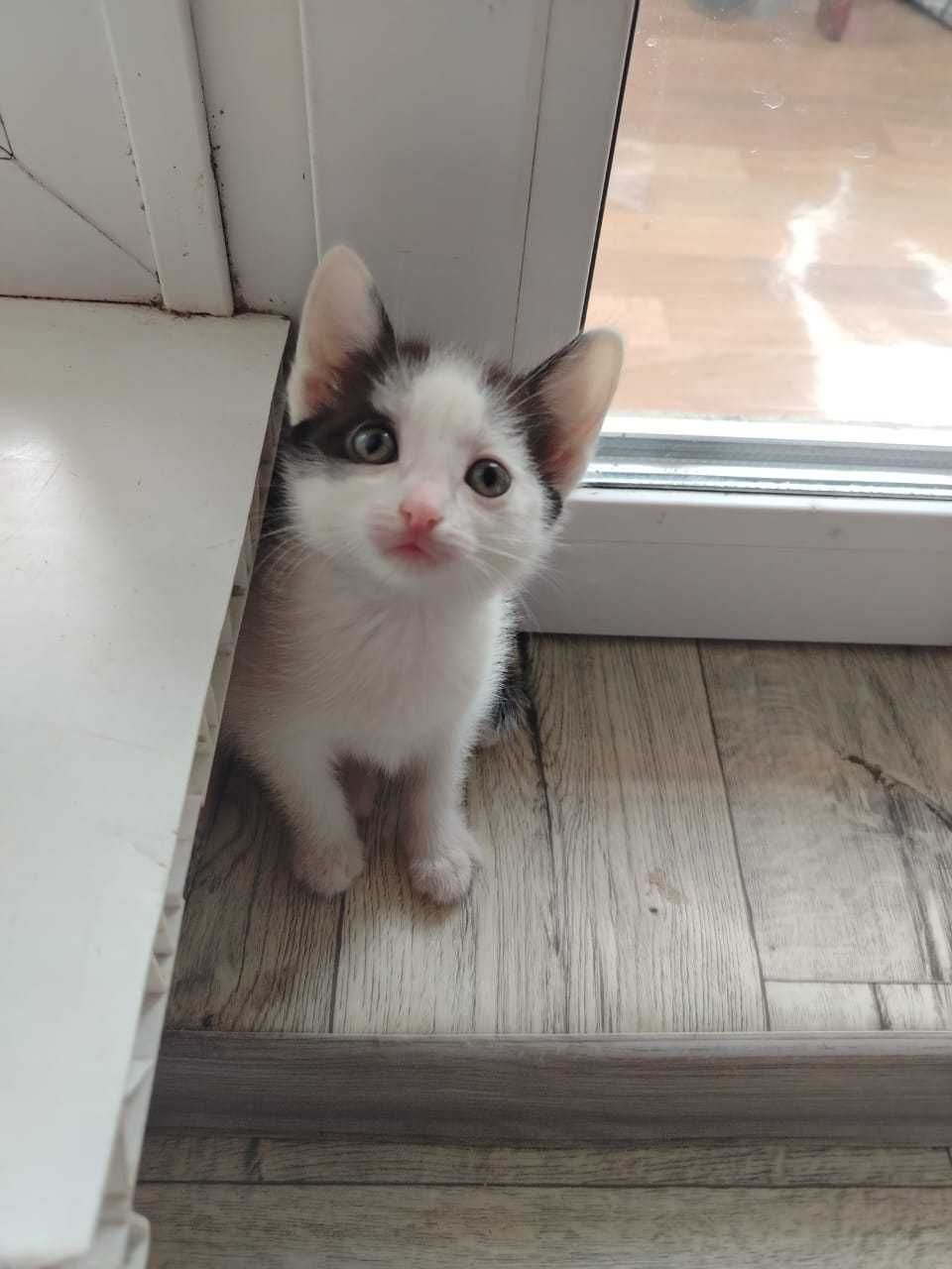 Отдам в хорошие руки котят! Девочки 2 месяца
