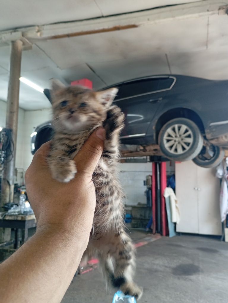 Отдам котят бесплатно