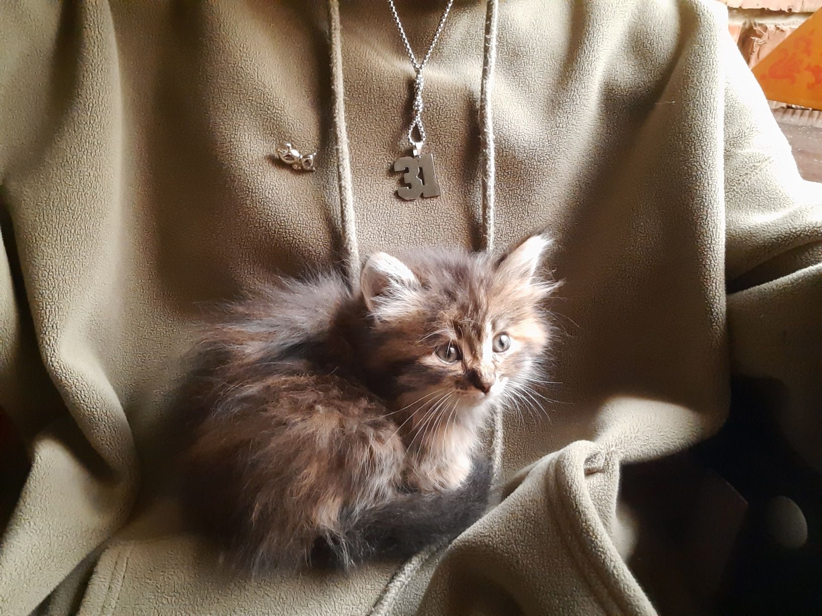 Отдаю котят бесплатно
