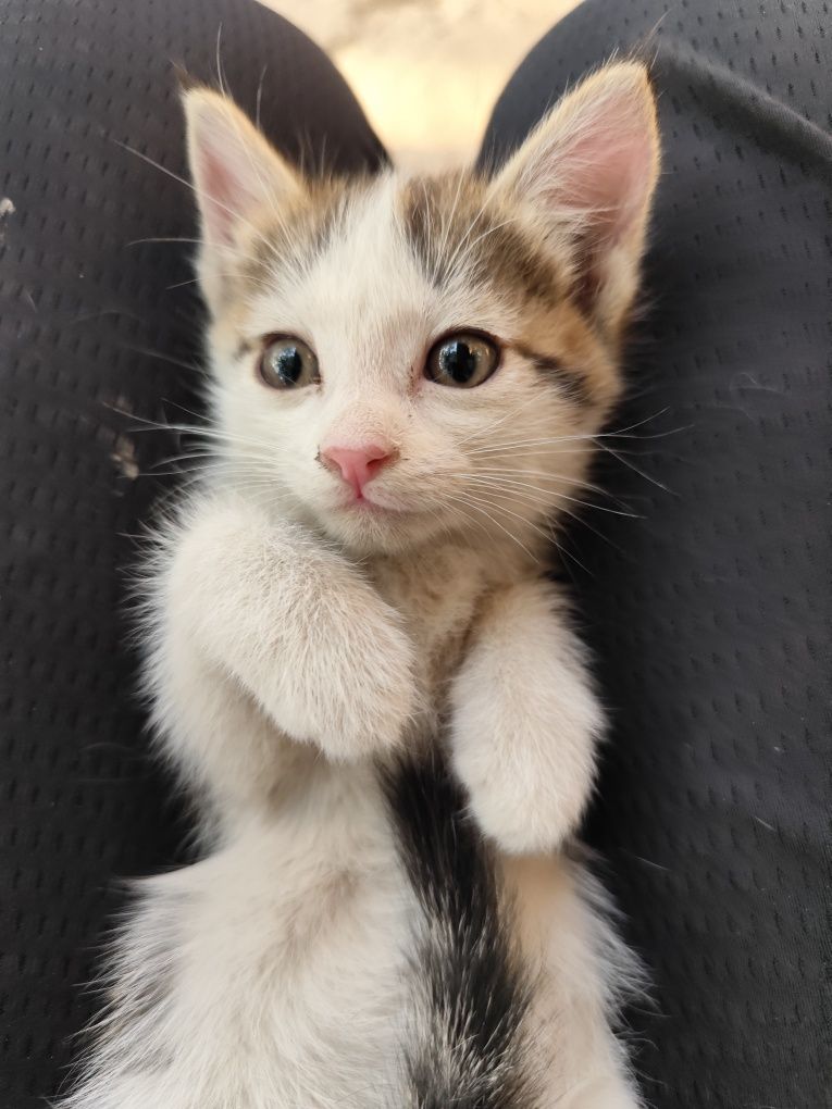 2 котенка отдам бесплатно
