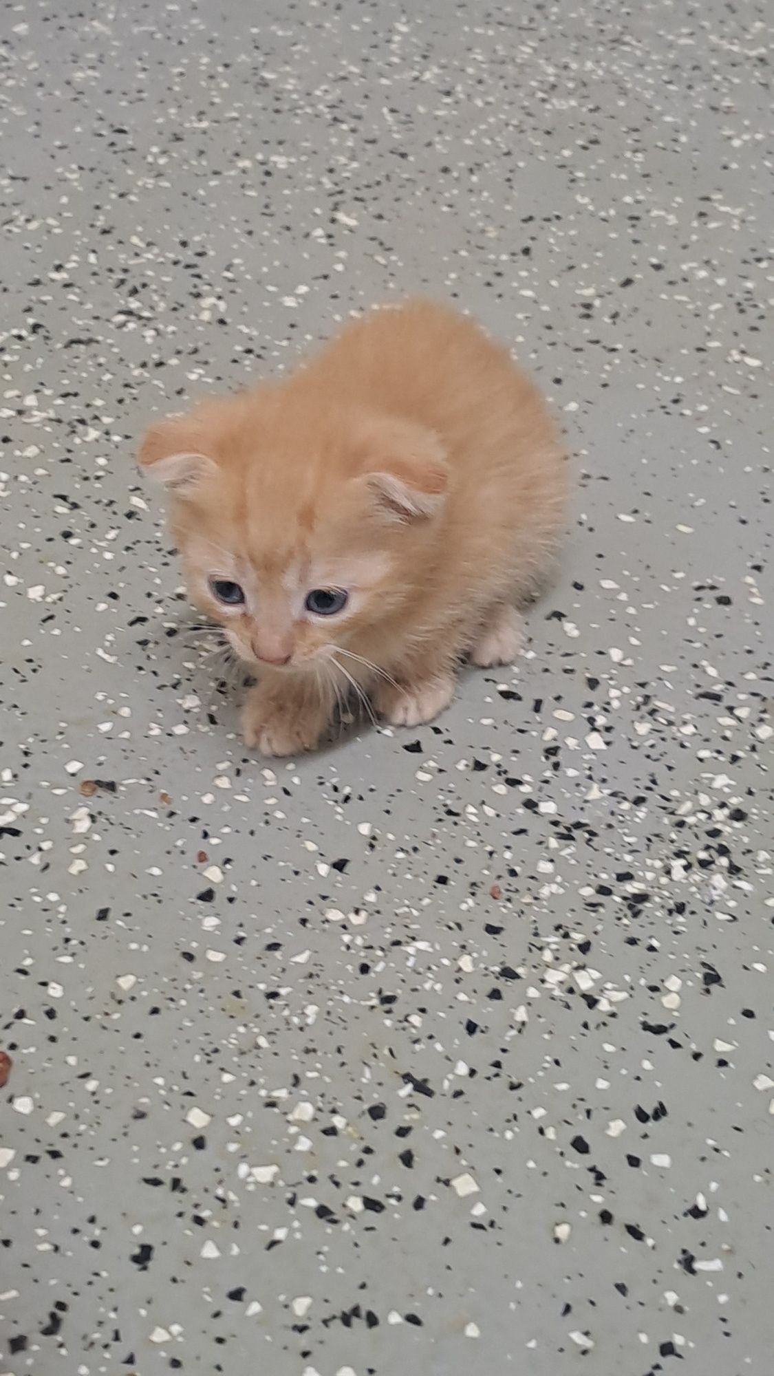 Продам вислоухих котят