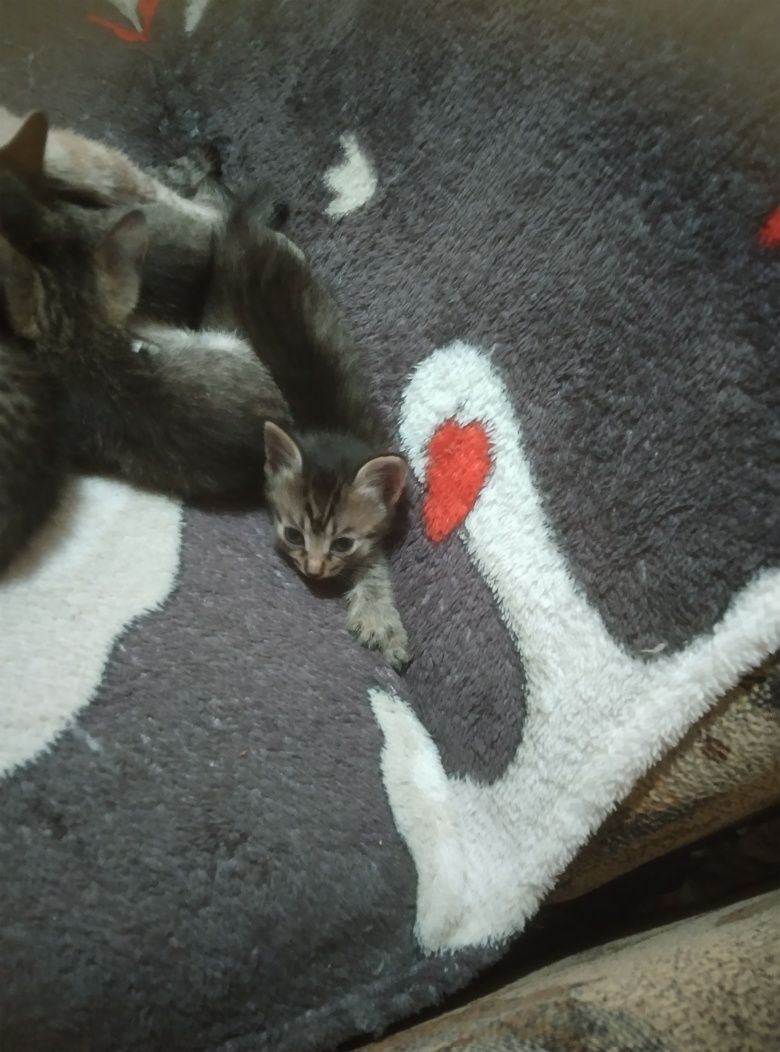 Отдам котят в добрые руки