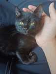 Домашний котенок