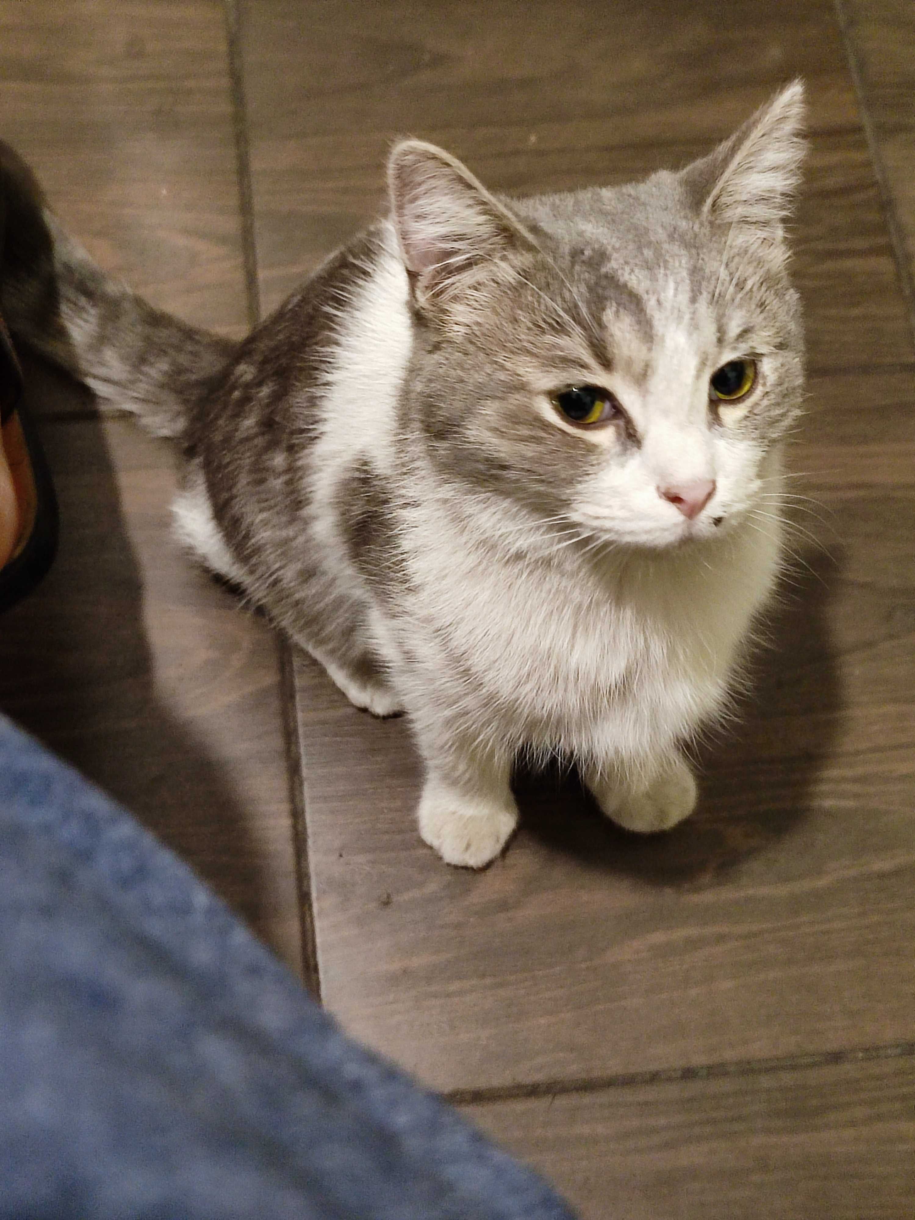 Домашняя короткошерстная кошка