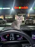 Котенок 2 мес шотландский прямоухий