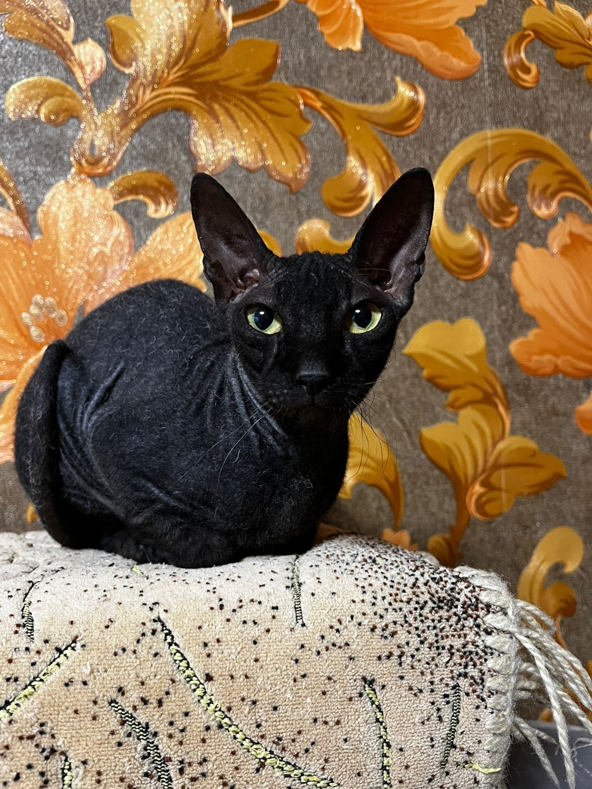 Котики Браш сфинкс