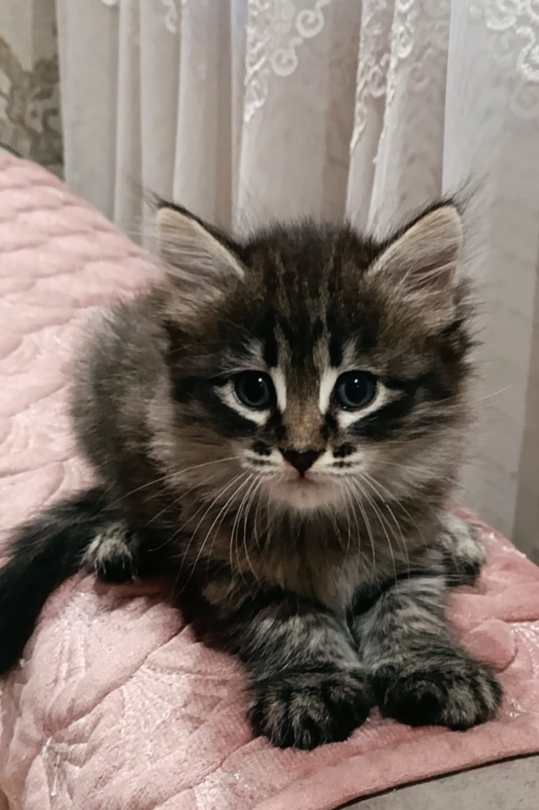 Отдам котенка в добрые руки