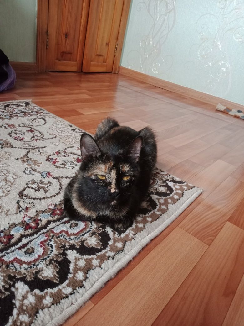 Отдам в добрые руки кошку