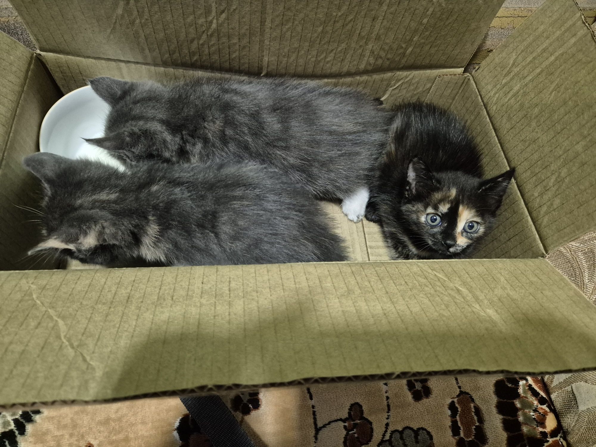 Отдам котят в добрые руки