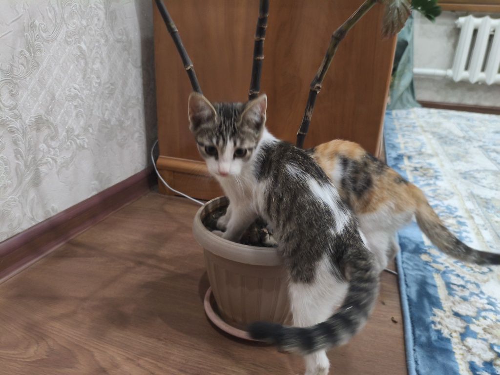 Үй мысығының балалары, тегін