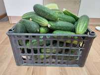 Продам ящик домашних огурцов