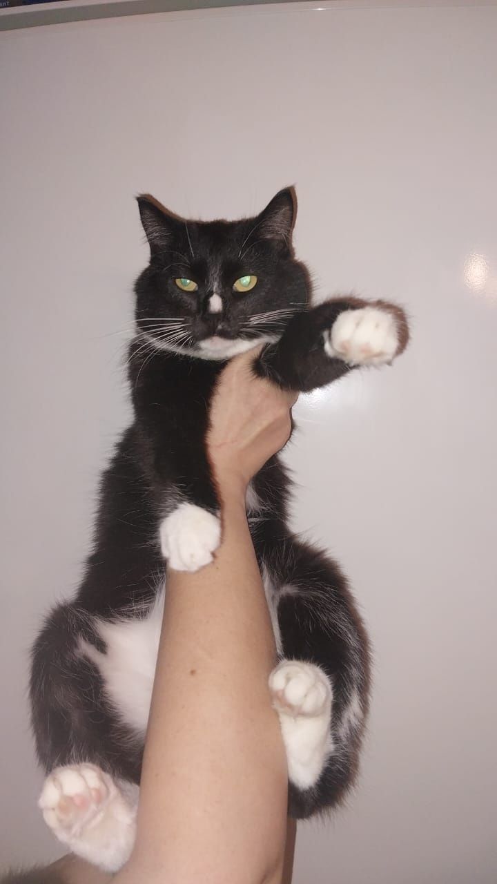 Красивый котик фраковой окраски
