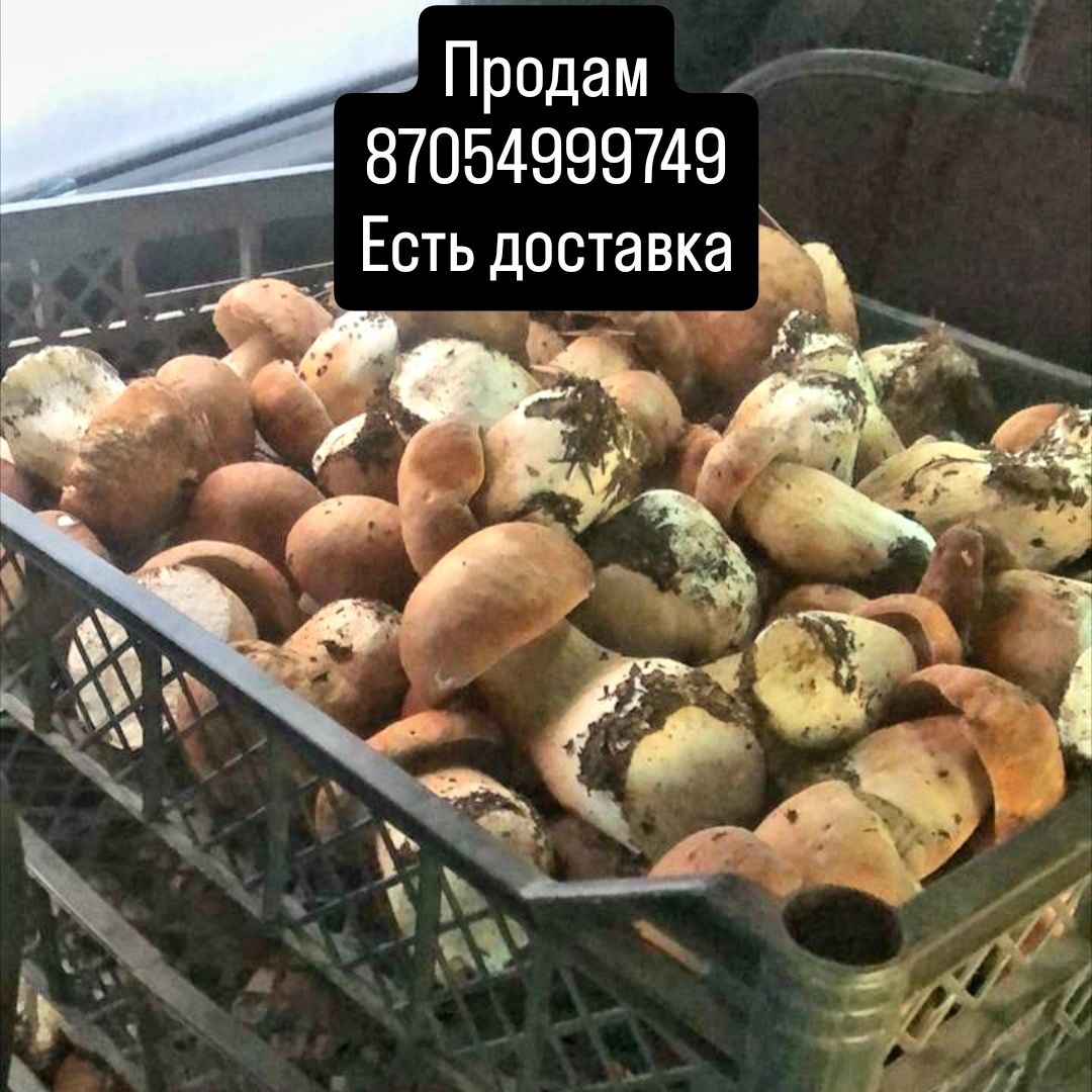 Белый гриб свежий