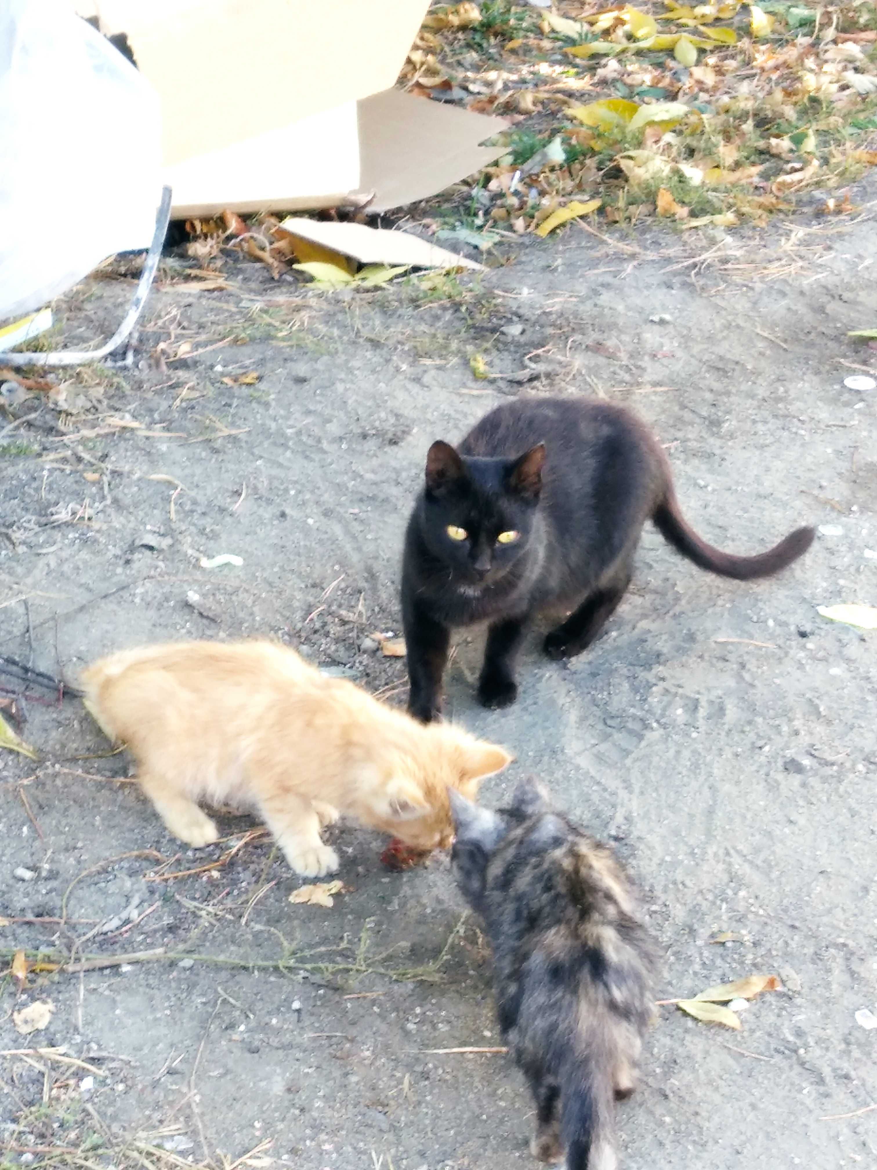Котята в добрые руки!