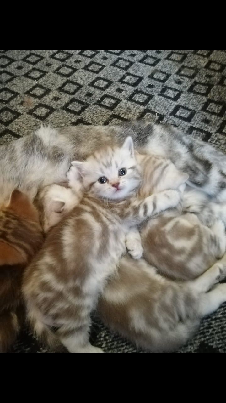 Молодой,опытный шотландский прямоухий кот (скоттиш страйт) для вязки