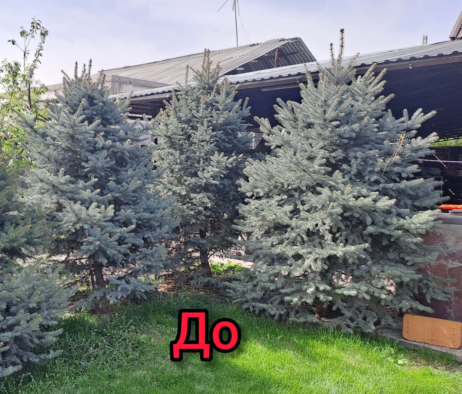 Корчевание пней. Стрижка живой изгороди, можжевельников, туй..