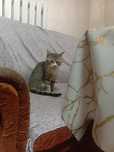 Отдам котика подростка