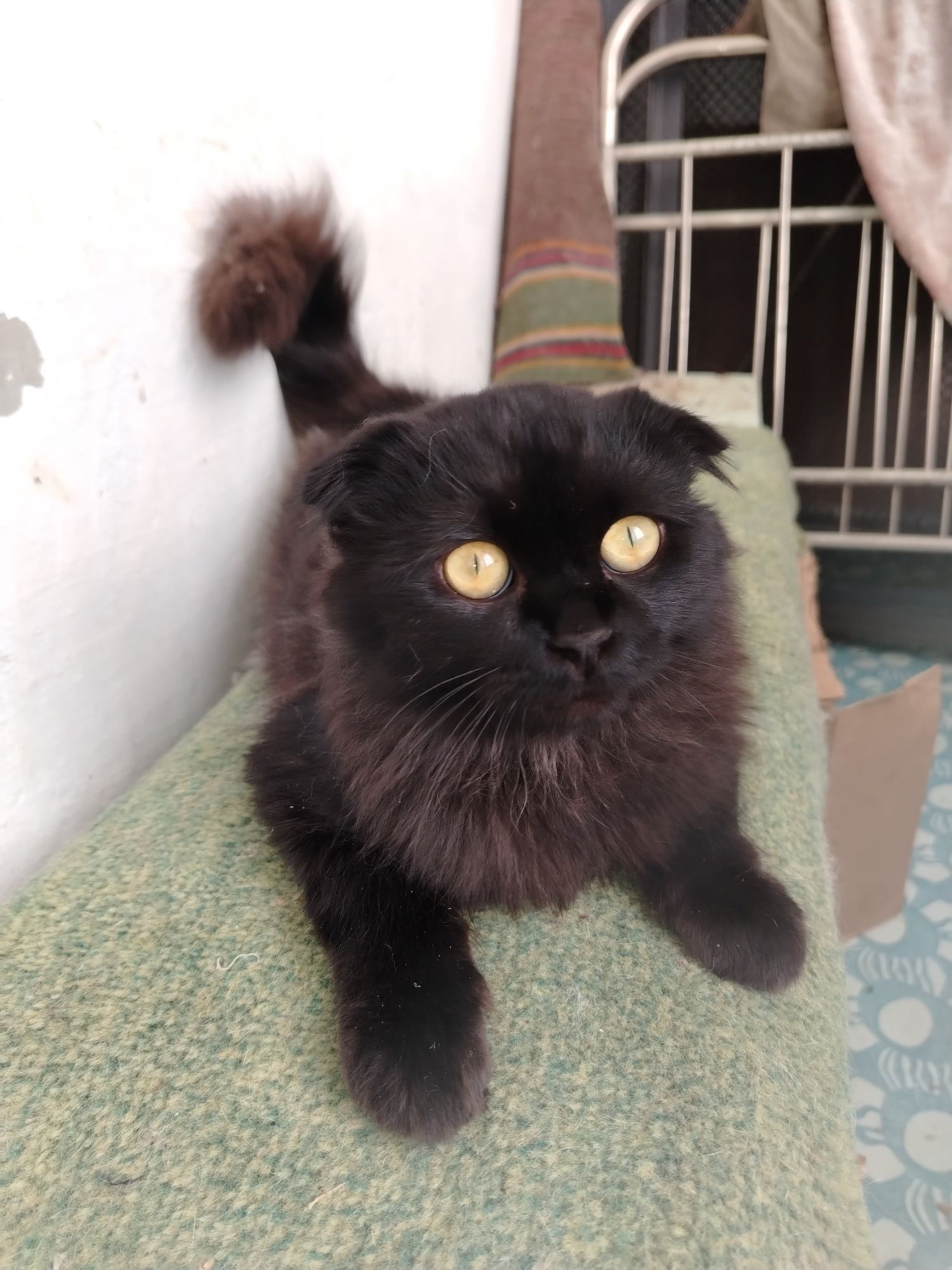 Молодой котик подросток шиншилла, вислоухий