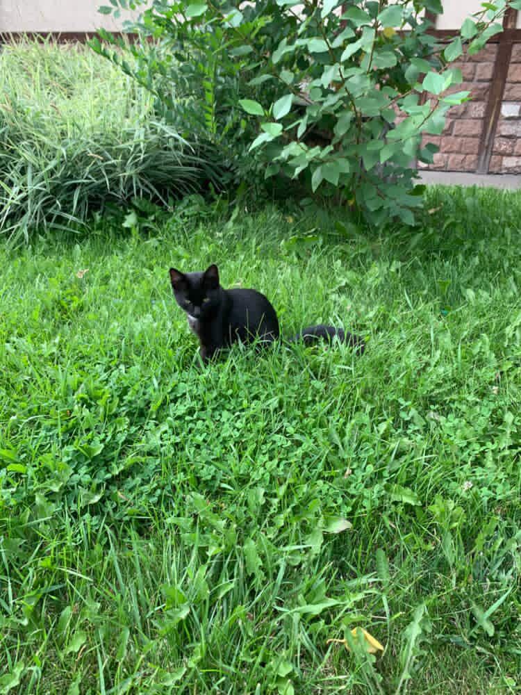 Ищем дом для котят