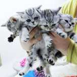 кОтяТа ШотЛанДскиЕ