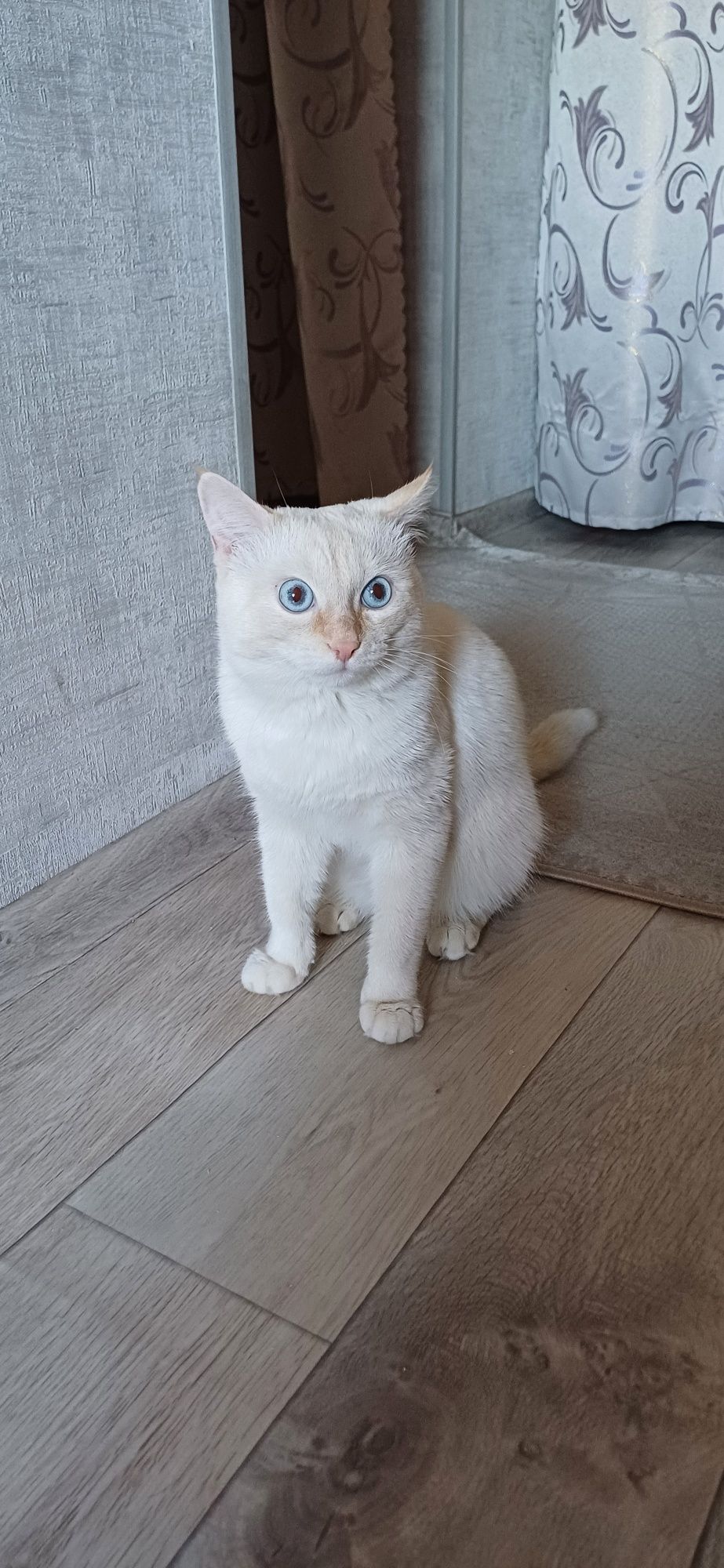 Вязка кот ищет кошку