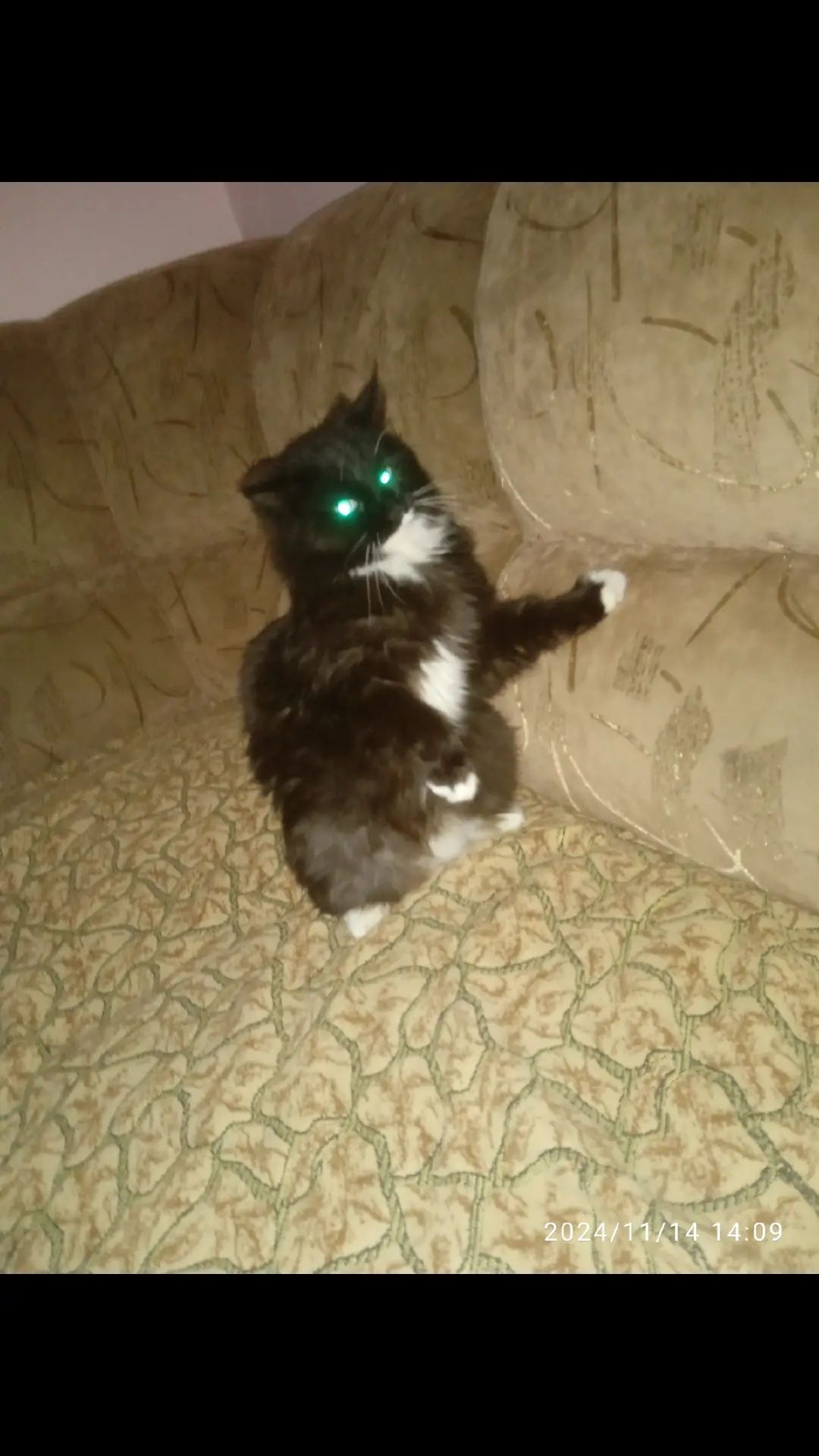 Отдаём  кошечку ласковая,добрая