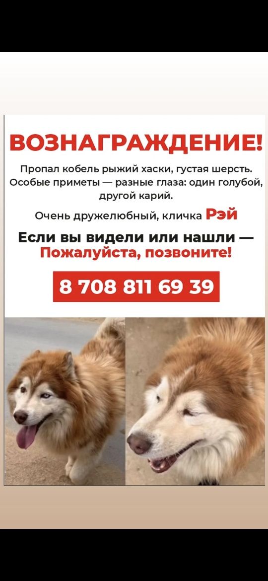 Пропала собака в районе дач Татьяна