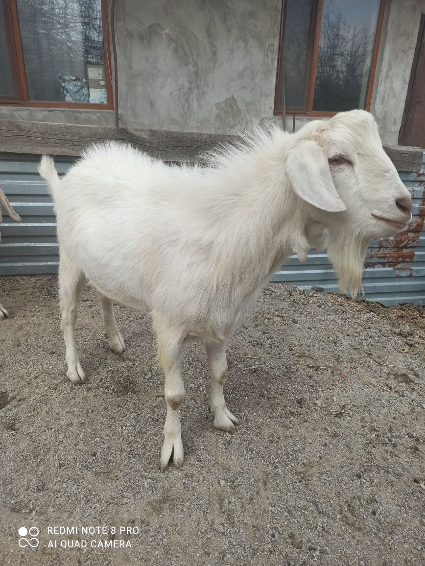 Продам козла заано-нубийца