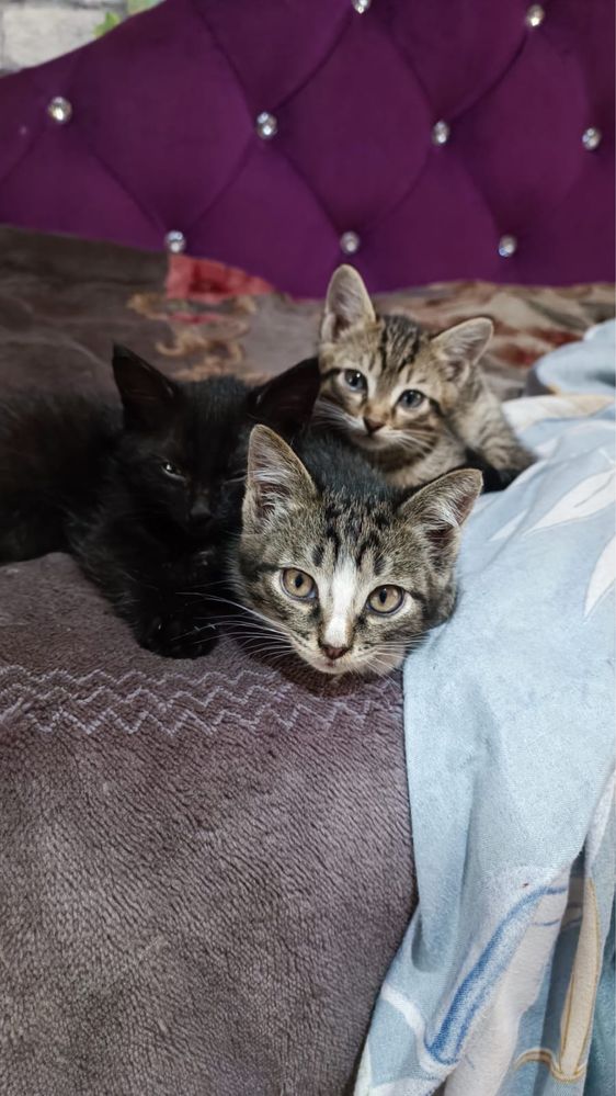 Отдам котят в хорошие руки