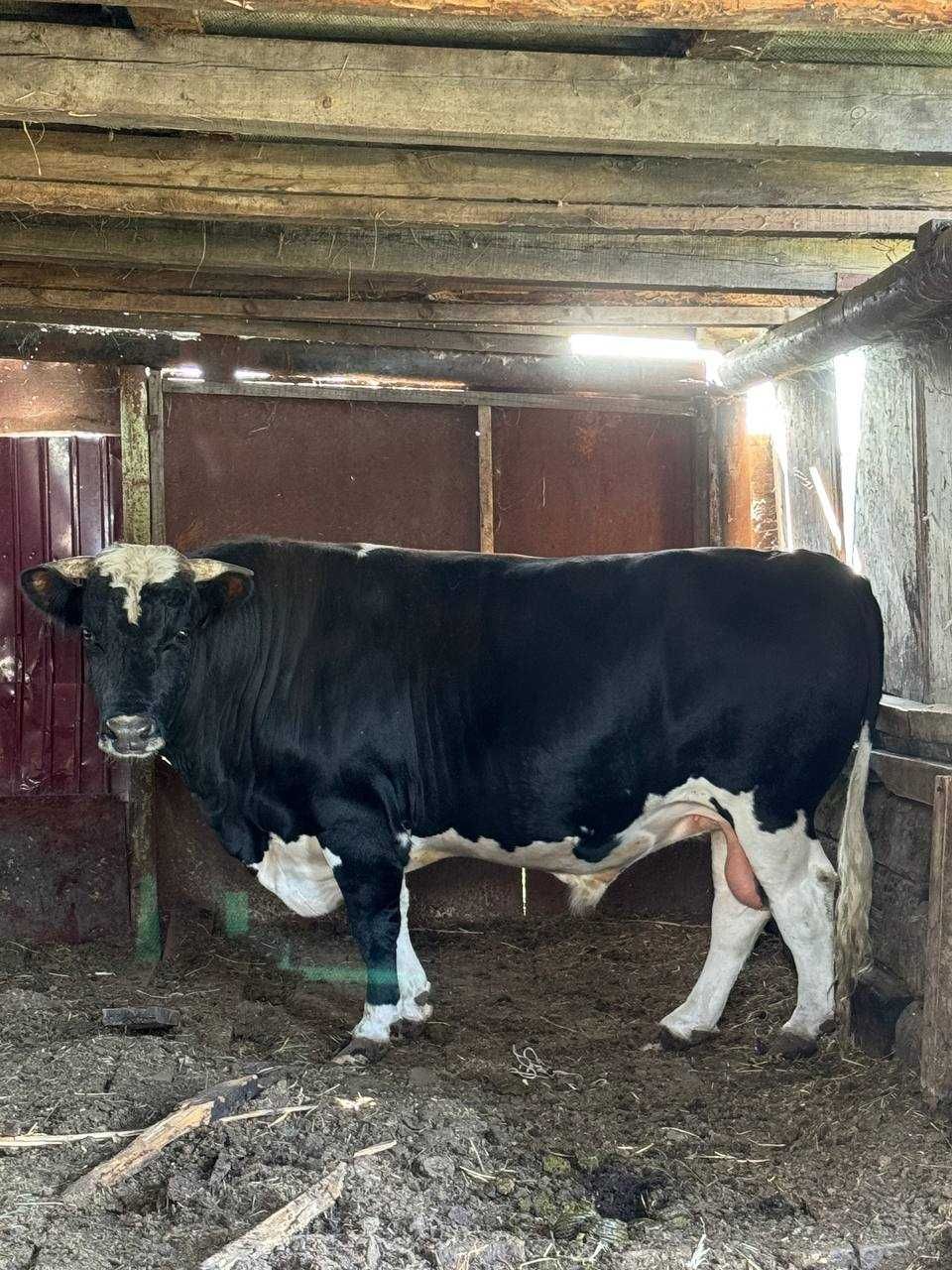 Продам крупного быка