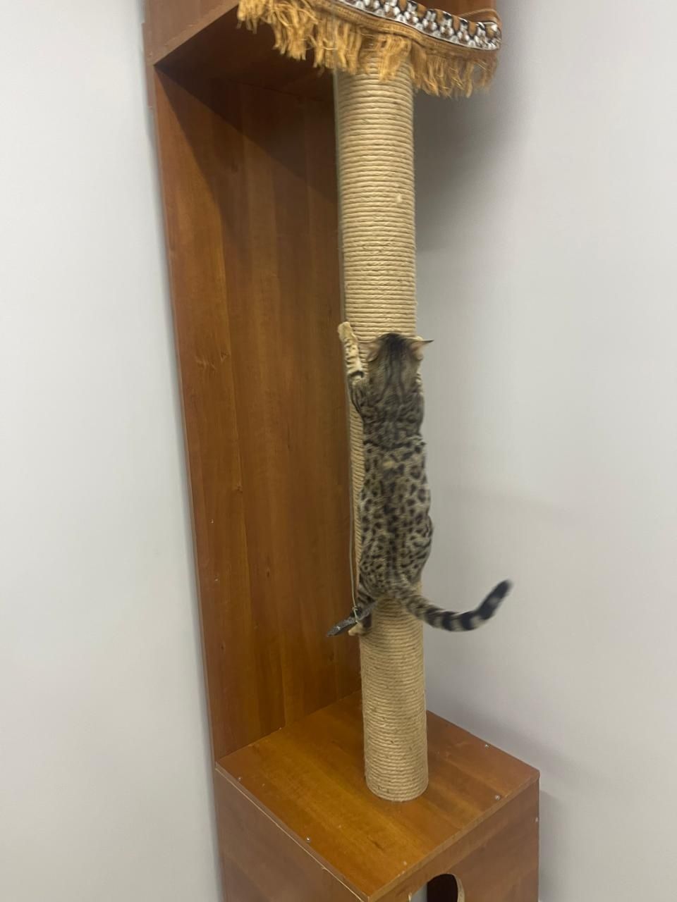 Когтеточка для кота