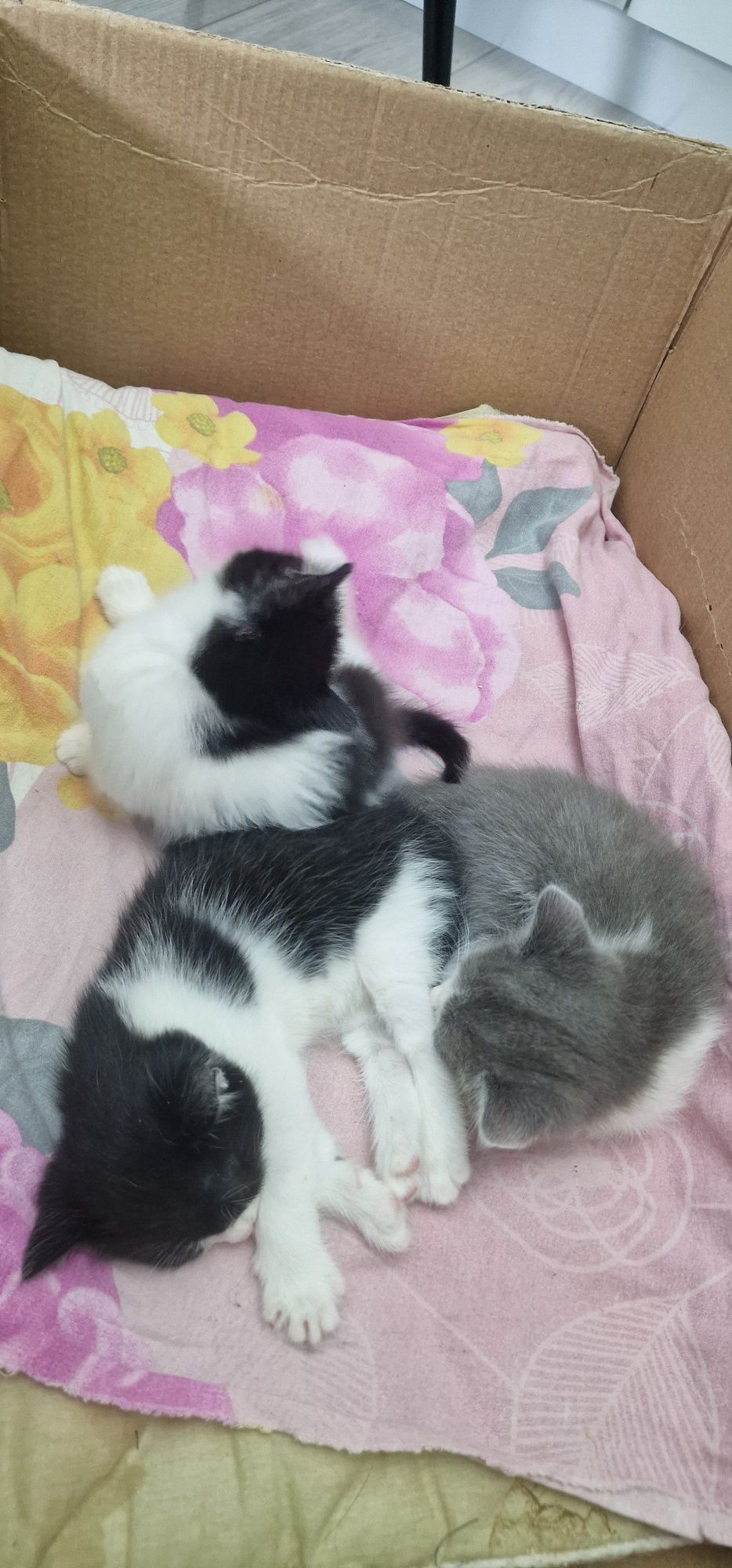 Отдам котят бесплатно в добрые руки