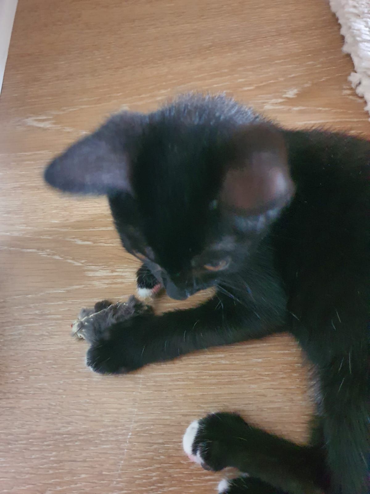 Котенок мальчик 3.5 м