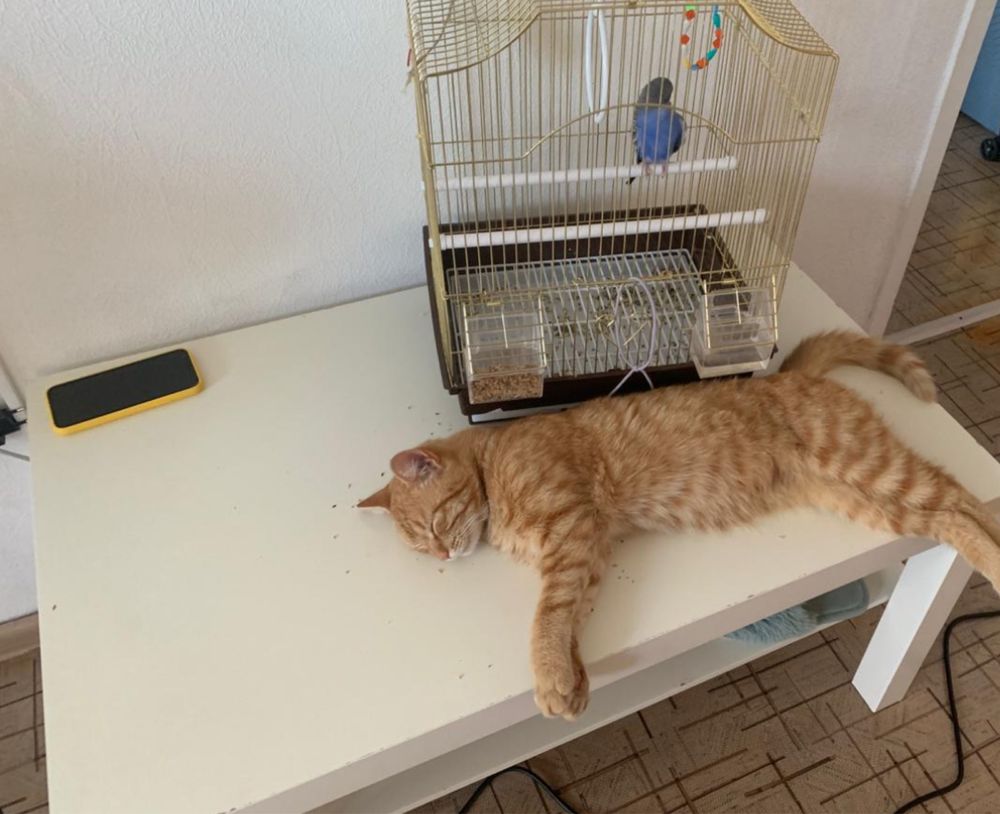 Отдадим котенка даром в хорошие руки!!!