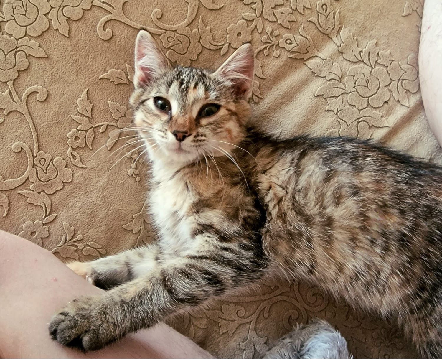 Котенок ищет дом