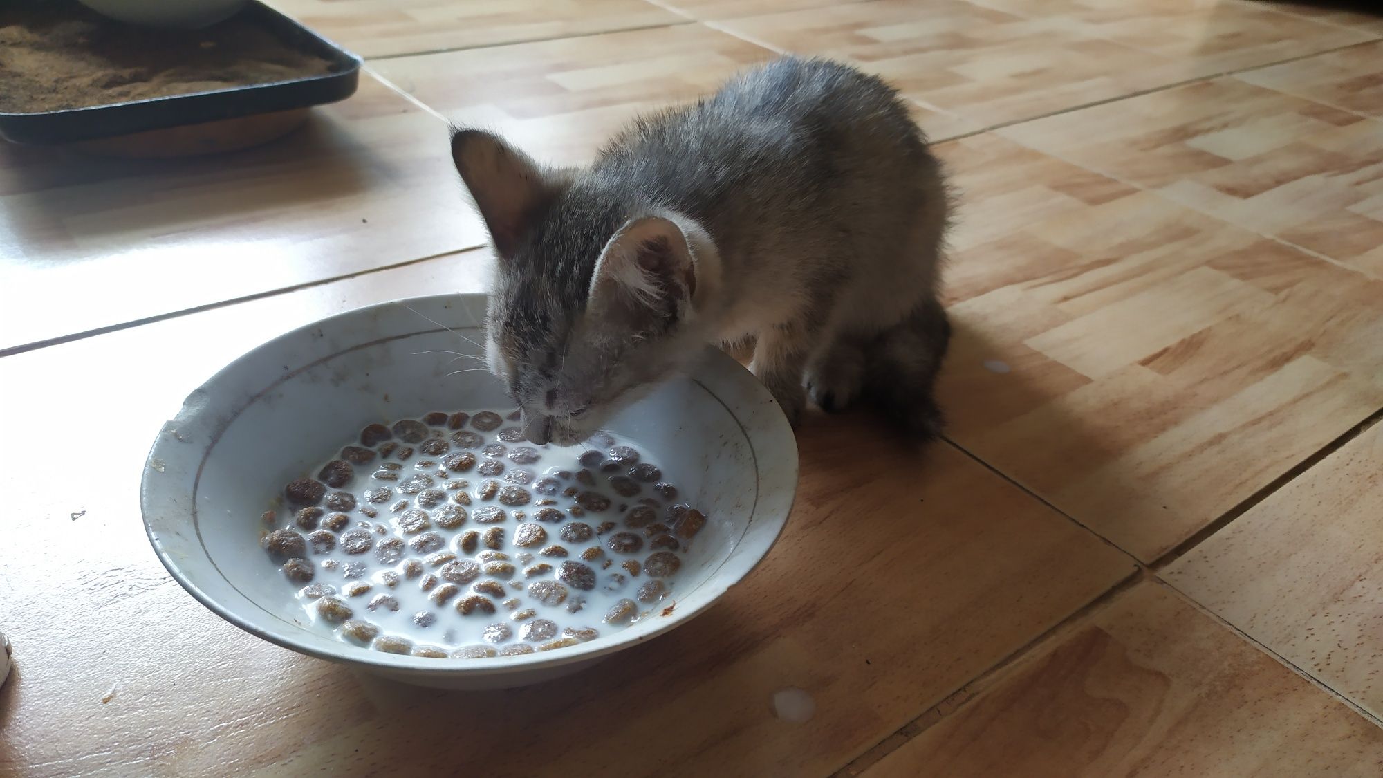 Отдам котенка в хорошие руки
