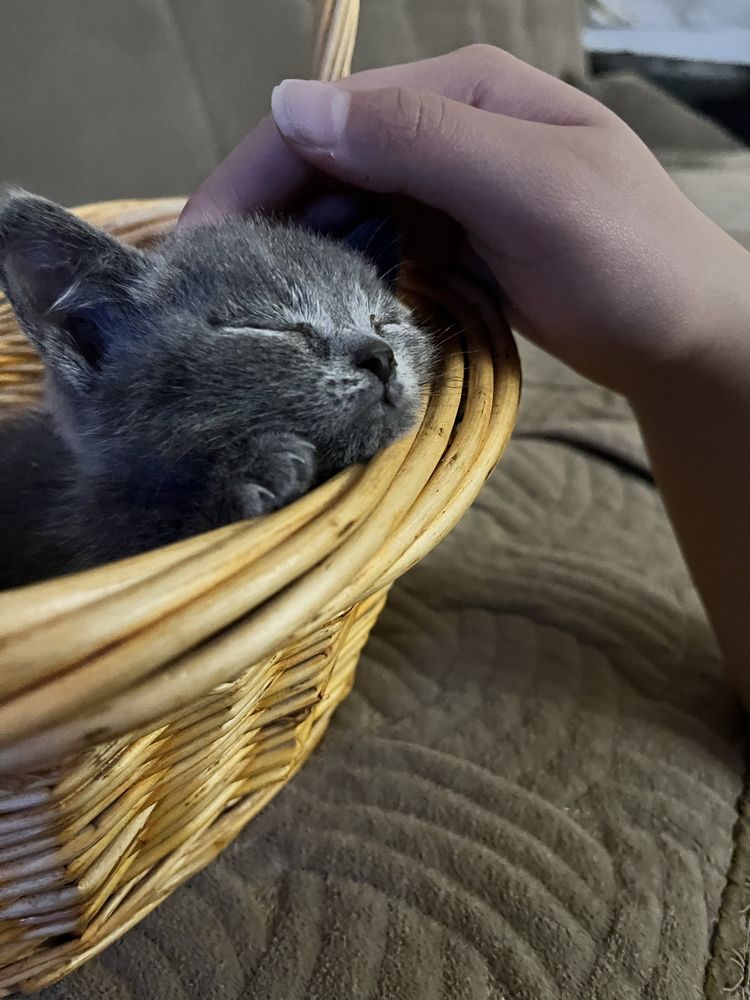 Котёнок серый 2 месяца